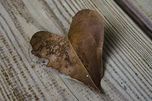 Cómo cultivar un corazón agradecido
